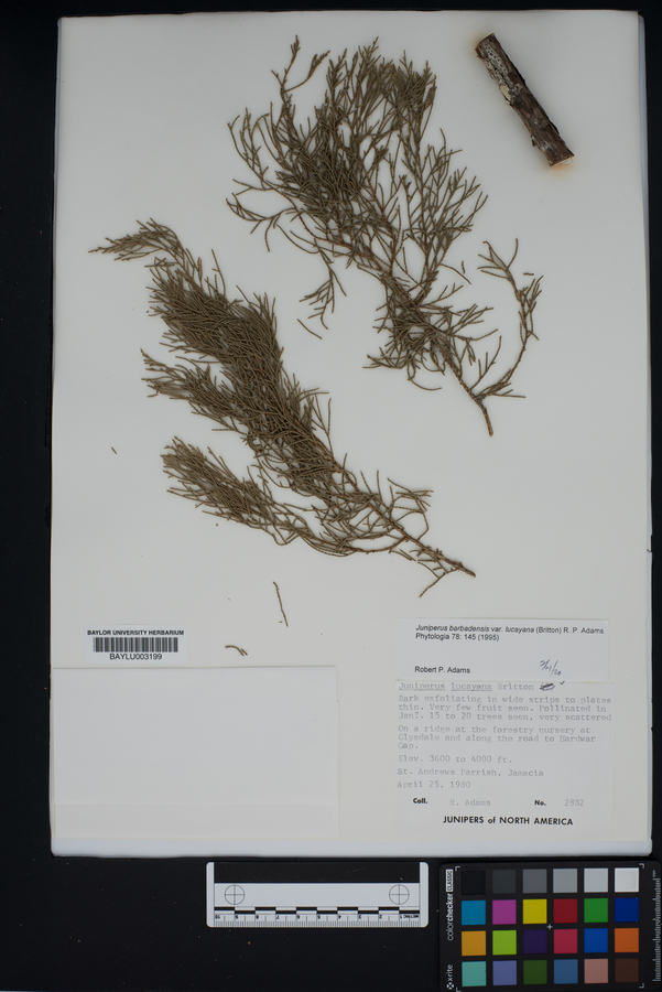 Juniperus barbadensis image
