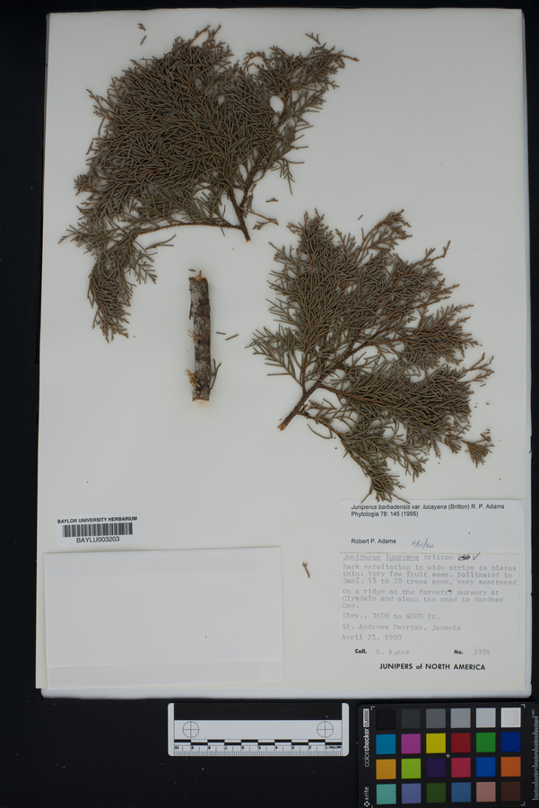Juniperus barbadensis image
