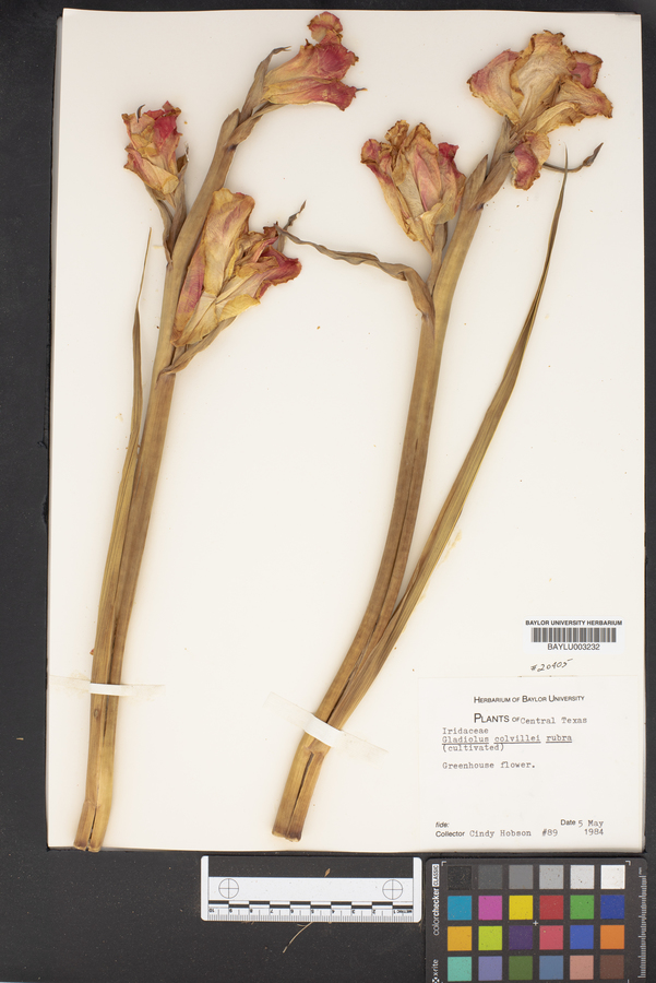Gladiolus colvillei image