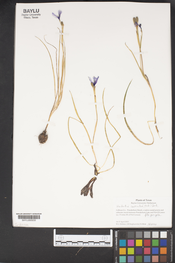 Herbertia caerulea image