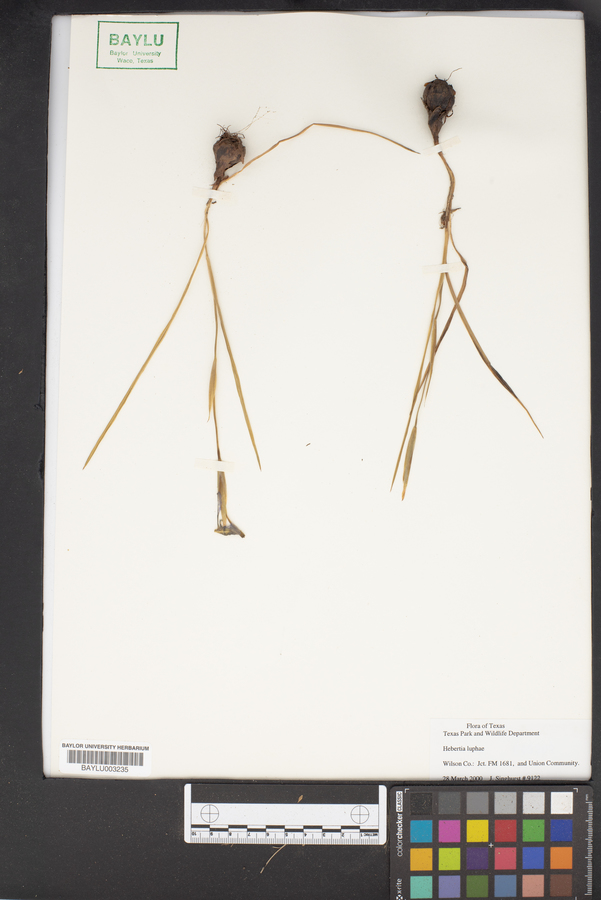Herbertia lahue image