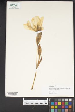 Iris xiphium image