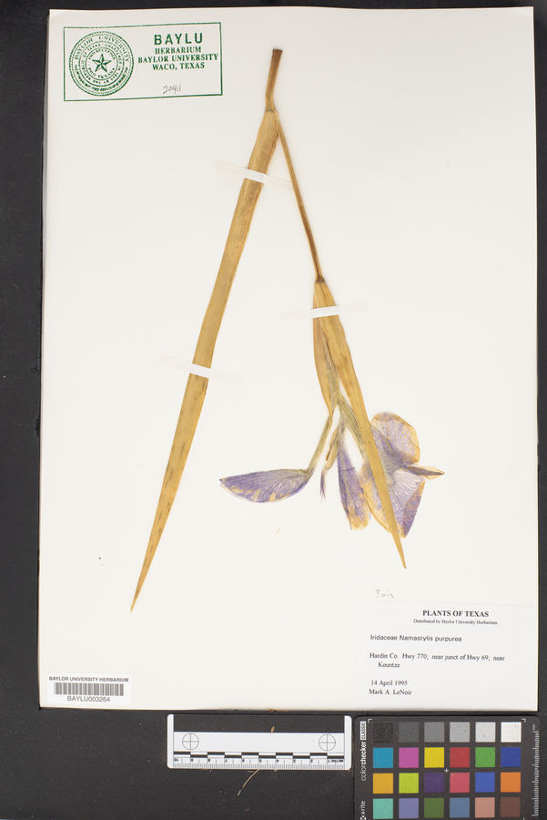 Nemastylis purpurea image