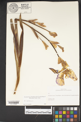 Iris germanica image