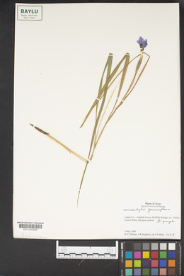 Nemastylis geminiflora image