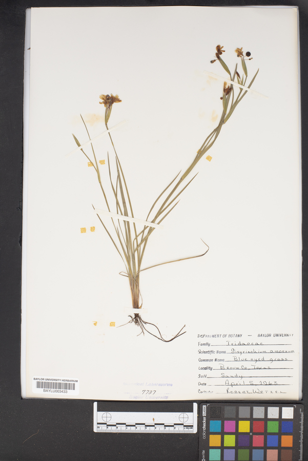 Sisyrinchium amoenum image