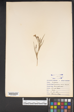 Sisyrinchium bicknellianum image
