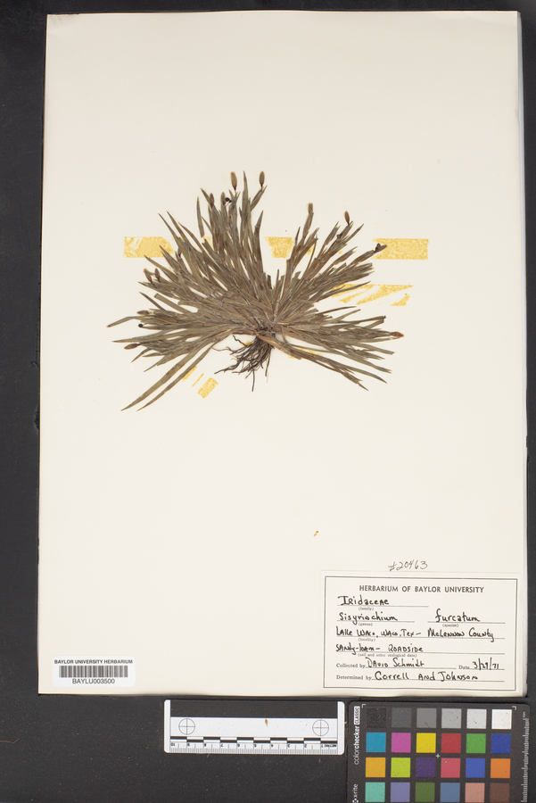 Sisyrinchium fuscatum image