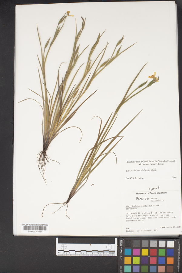 Sisyrinchium chilense image