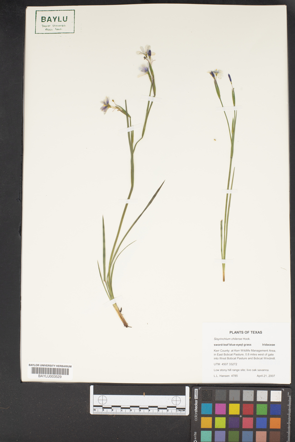 Sisyrinchium chilense image