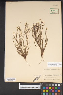 Image of Sisyrinchium flaccidum