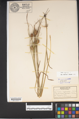 Carex typhinoides image