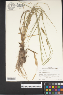 Carex triangularis image