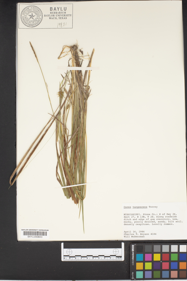 Carex turgescens image