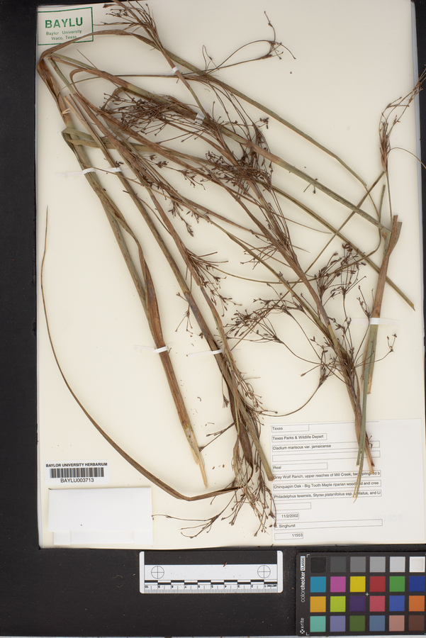 Cladium mariscus image