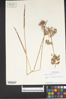 Cyperus haspan image