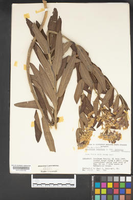 Asclepias tuberosa subsp. interior image