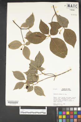 Rauvolfia sprucei image