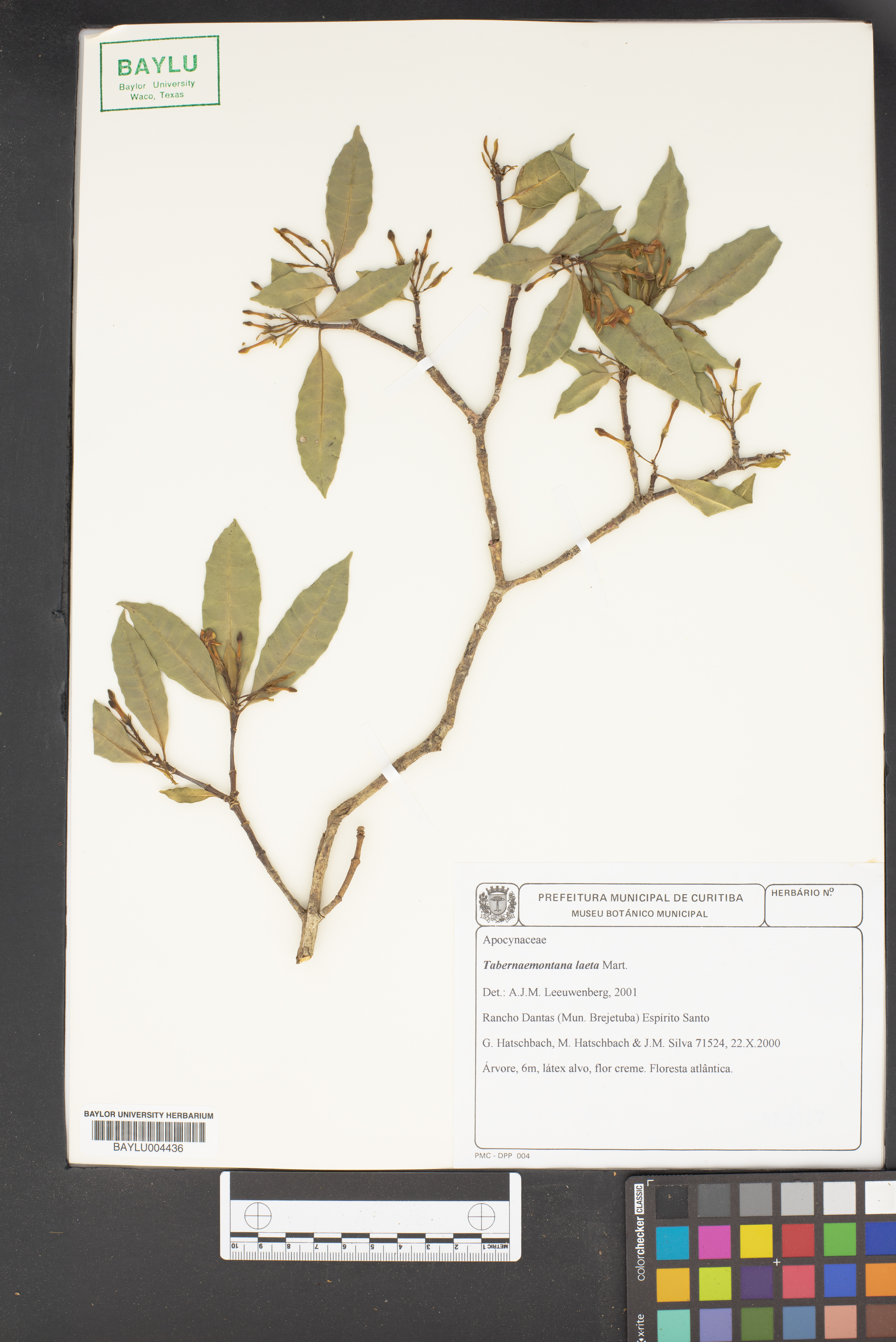 Tabernaemontana laeta