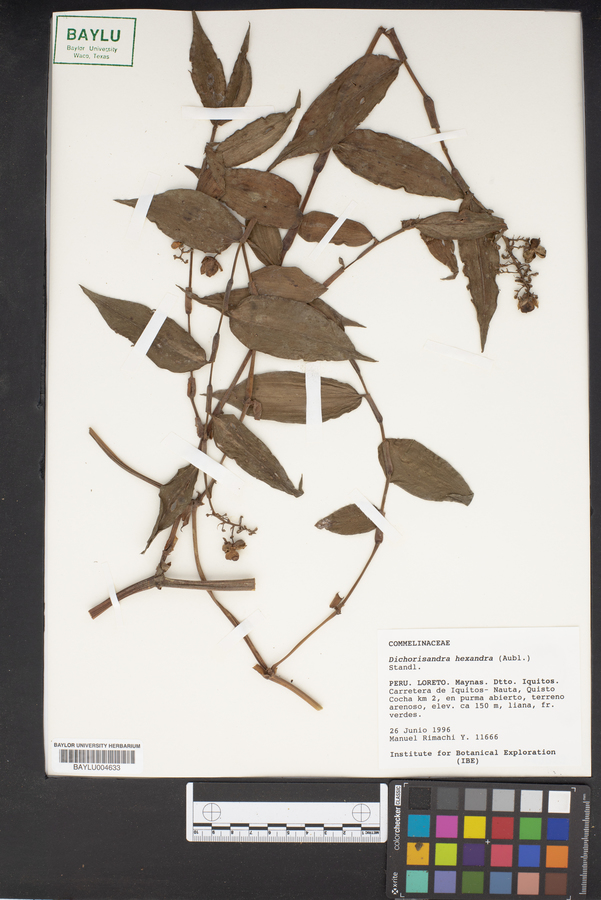 Dichorisandra hexandra image