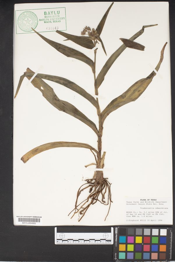 Tradescantia edwardsiana image