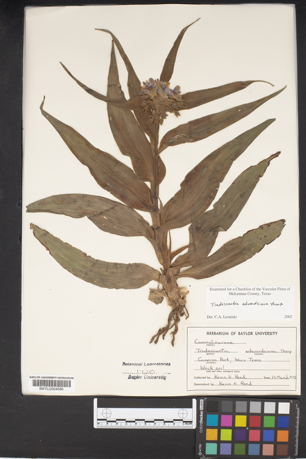 Tradescantia edwardsiana image