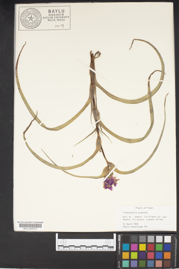 Tradescantia gigantea image