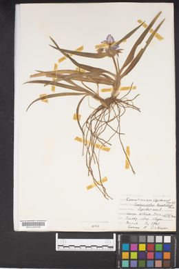 Tradescantia hirsutiflora image