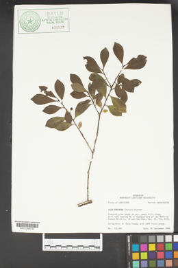 Ilex coriacea image
