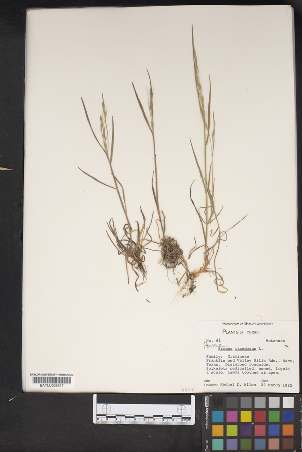 Bromus racemosus image