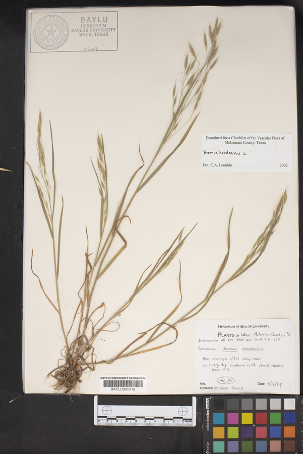 Bromus racemosus image