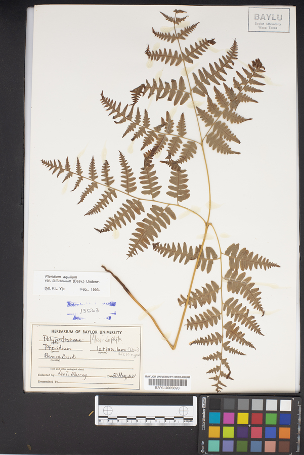 Pteridium aquilinum var. latiusculum image