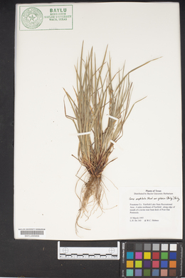Carex amphibola var. globosa image