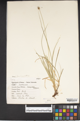 Carex leavenworthii image