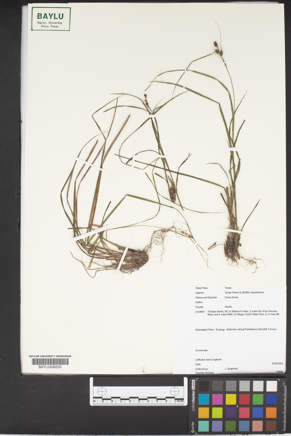 Carex tenax image