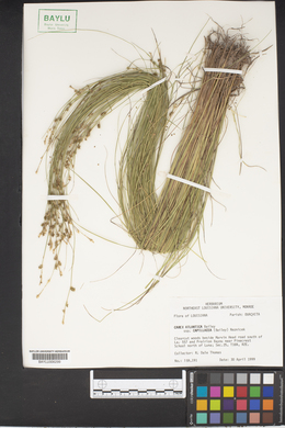 Carex atlantica var. capillacea image
