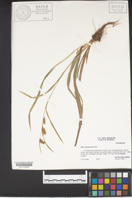 Carex flaccosperma image