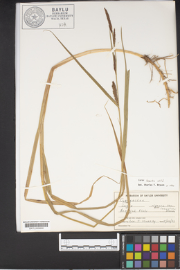 Carex riparia var. lacustris image