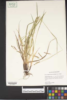 Carex oxylepis image