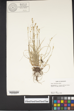 Carex retroflexa image