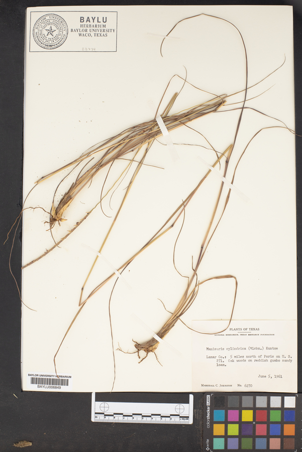 Manisuris cylindrica image