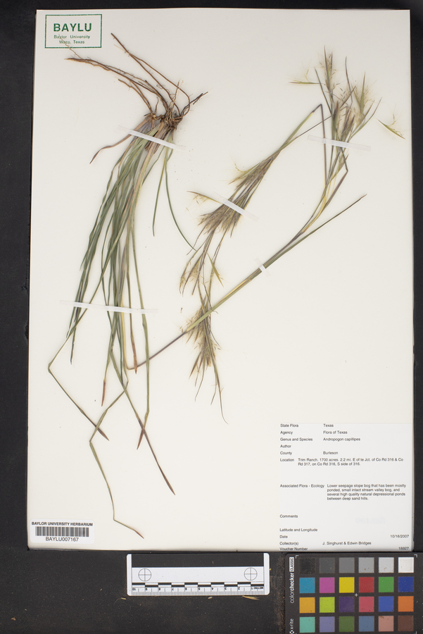 Andropogon capillipes image