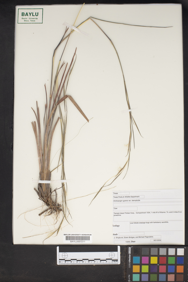 Andropogon gyrans var. stenophyllus image