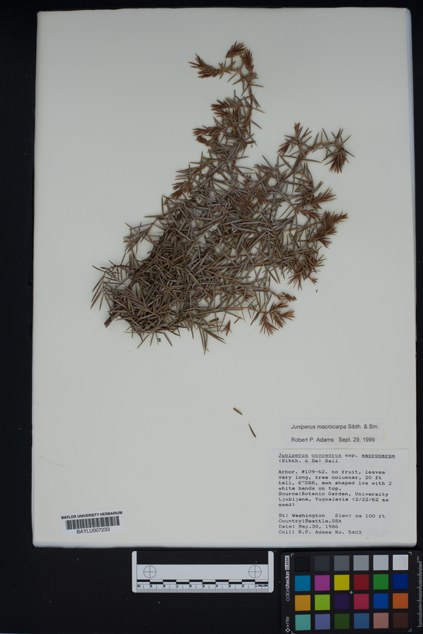 Juniperus macrocarpa image
