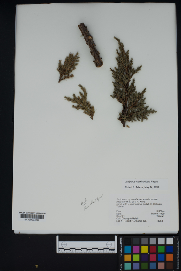 Juniperus squamata image