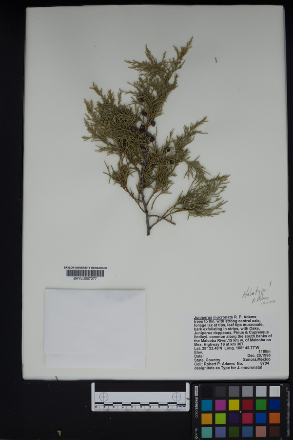 Juniperus blancoi image