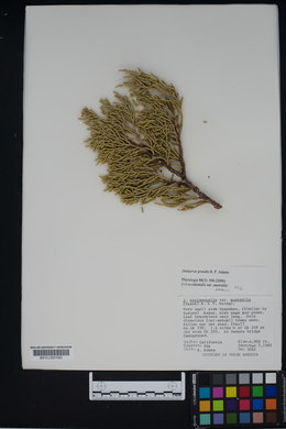 Image of Juniperus grandis