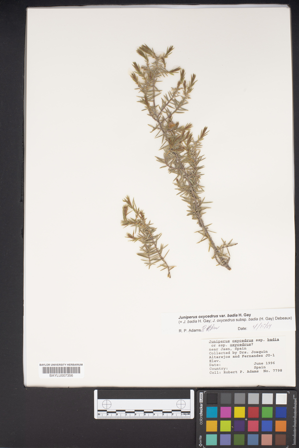 Juniperus oxycedrus image