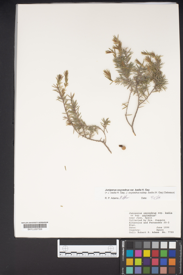 Juniperus oxycedrus image