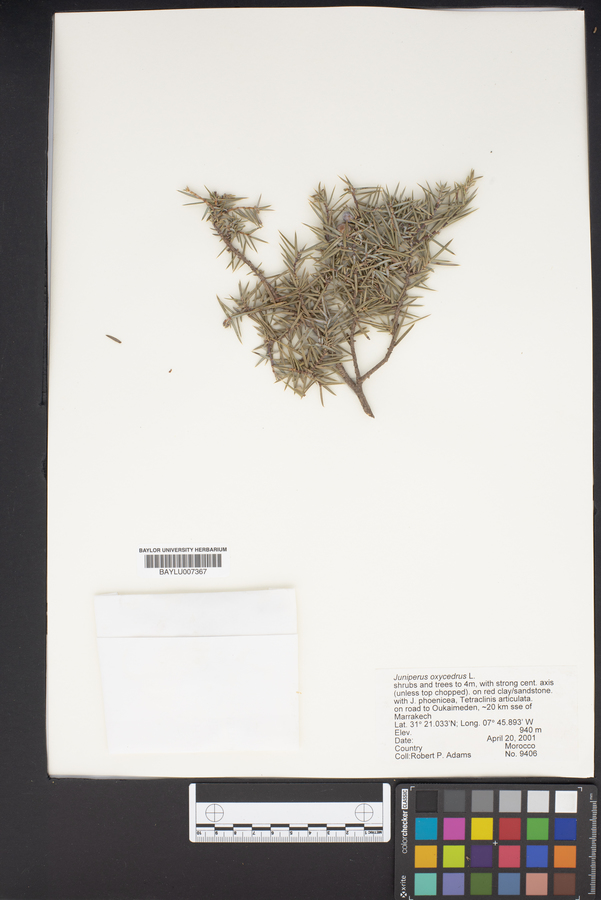 Juniperus oxycedrus image